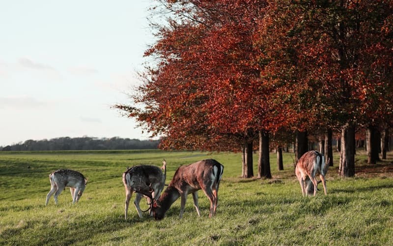 Phoenix Park, Irlanda